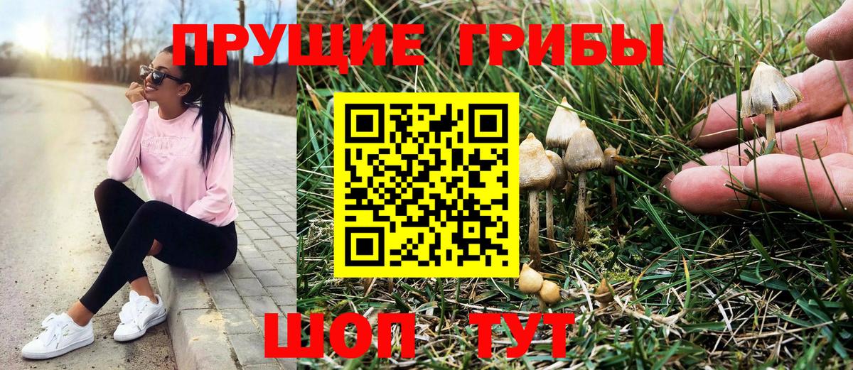 Санкт-Петербург  Псилоцибиновые грибы ЛСД  Вход с VPN  Псилоцибиновые грибы Psilocybine cubensis 